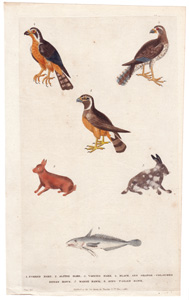 1. Forked Hake  2. Alpine Hare  3. Varying Hare  4. Black and Orange-coloured Indian Hawk  5. Marsh Hawk  6. Ring-tailed Hawk 



